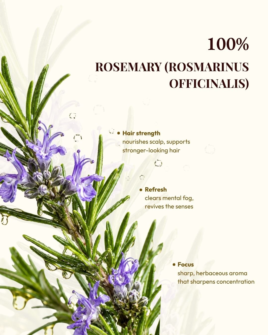 Rosemary leaves used to steam-distill Kullen Rosemary Essential Oil