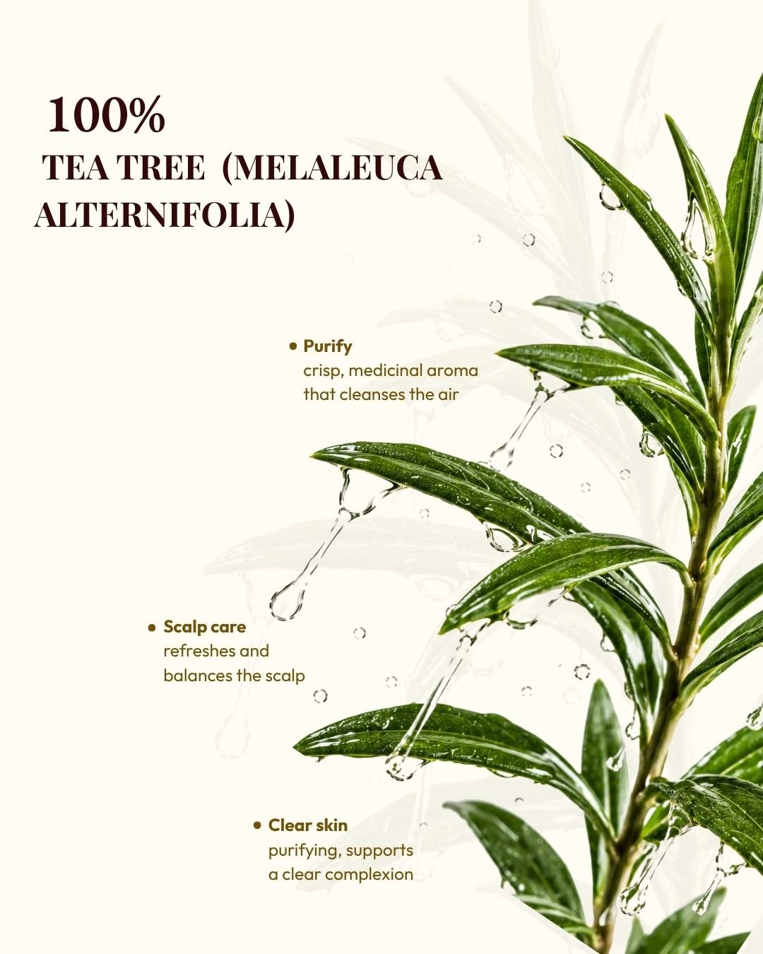 Kullen purifying essential oil, natural cleansing oil, tea tree aromatherapy